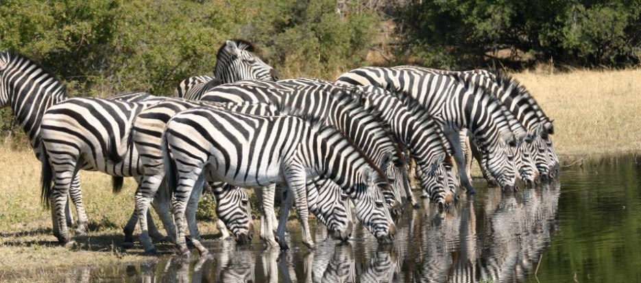 Wildlife Game Safari to Botswana